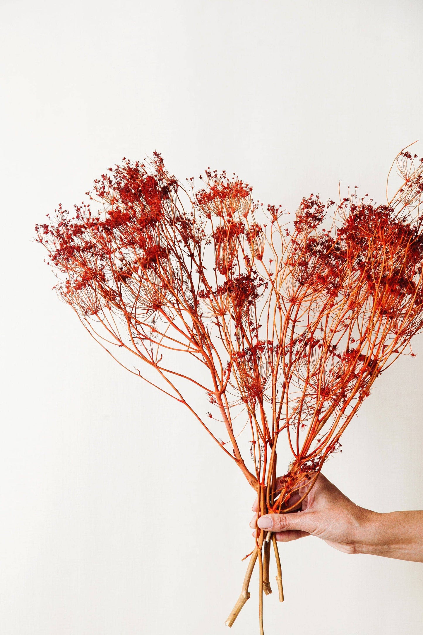 Idlewild Floral Co. - Orange Dried Fennel
