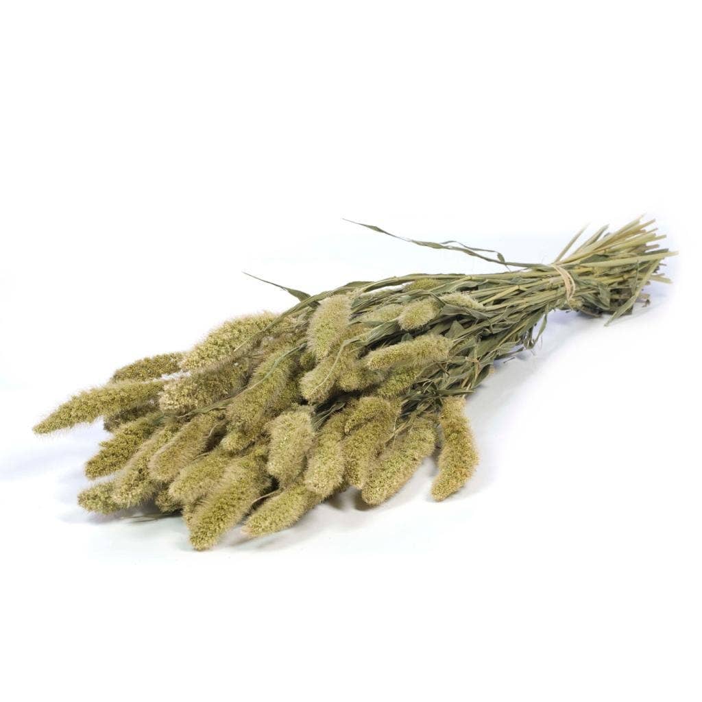 Idlewild Floral Co. - Natural Setarea Grass