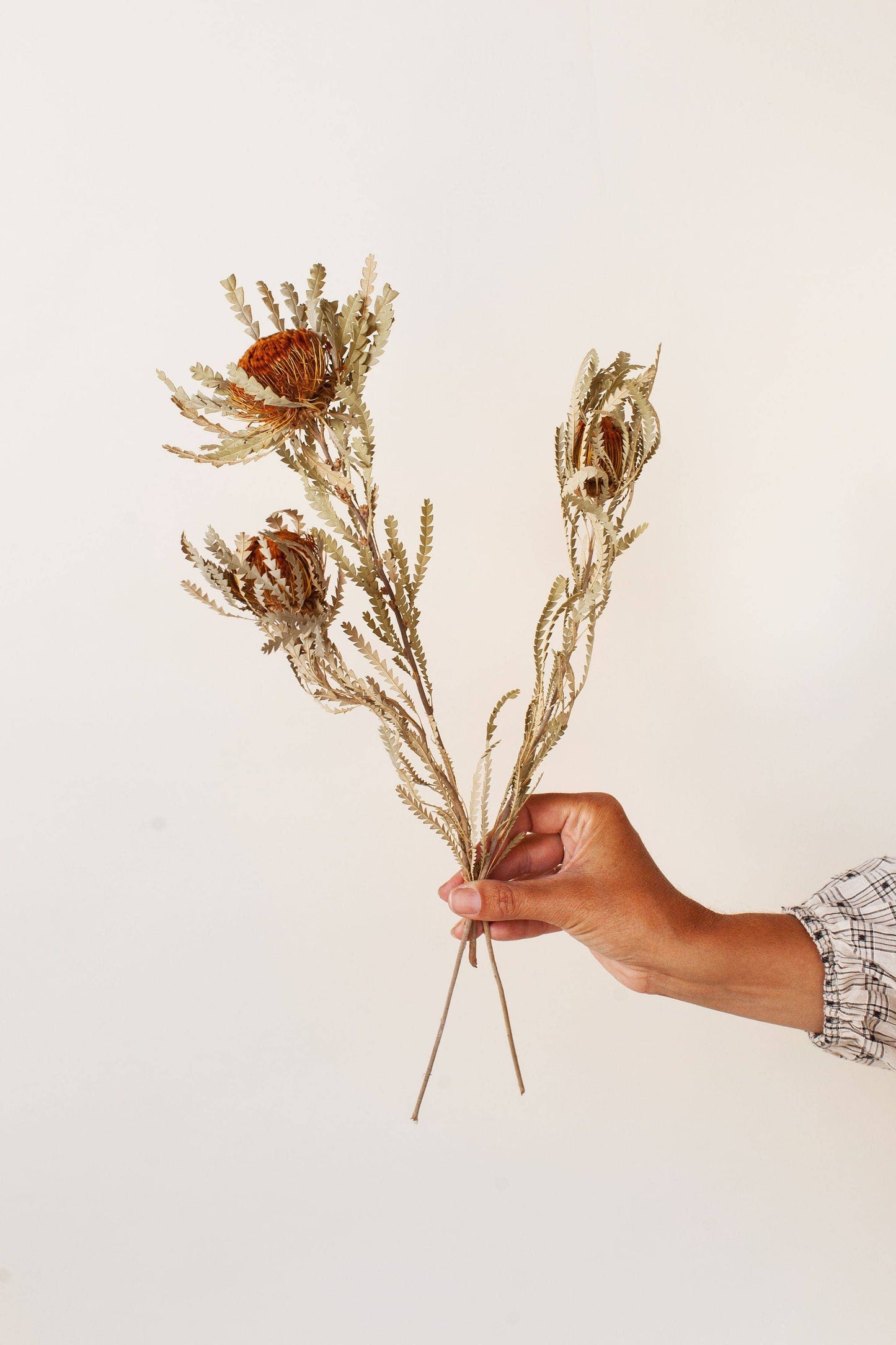 Idlewild Floral Co. - Banksiana