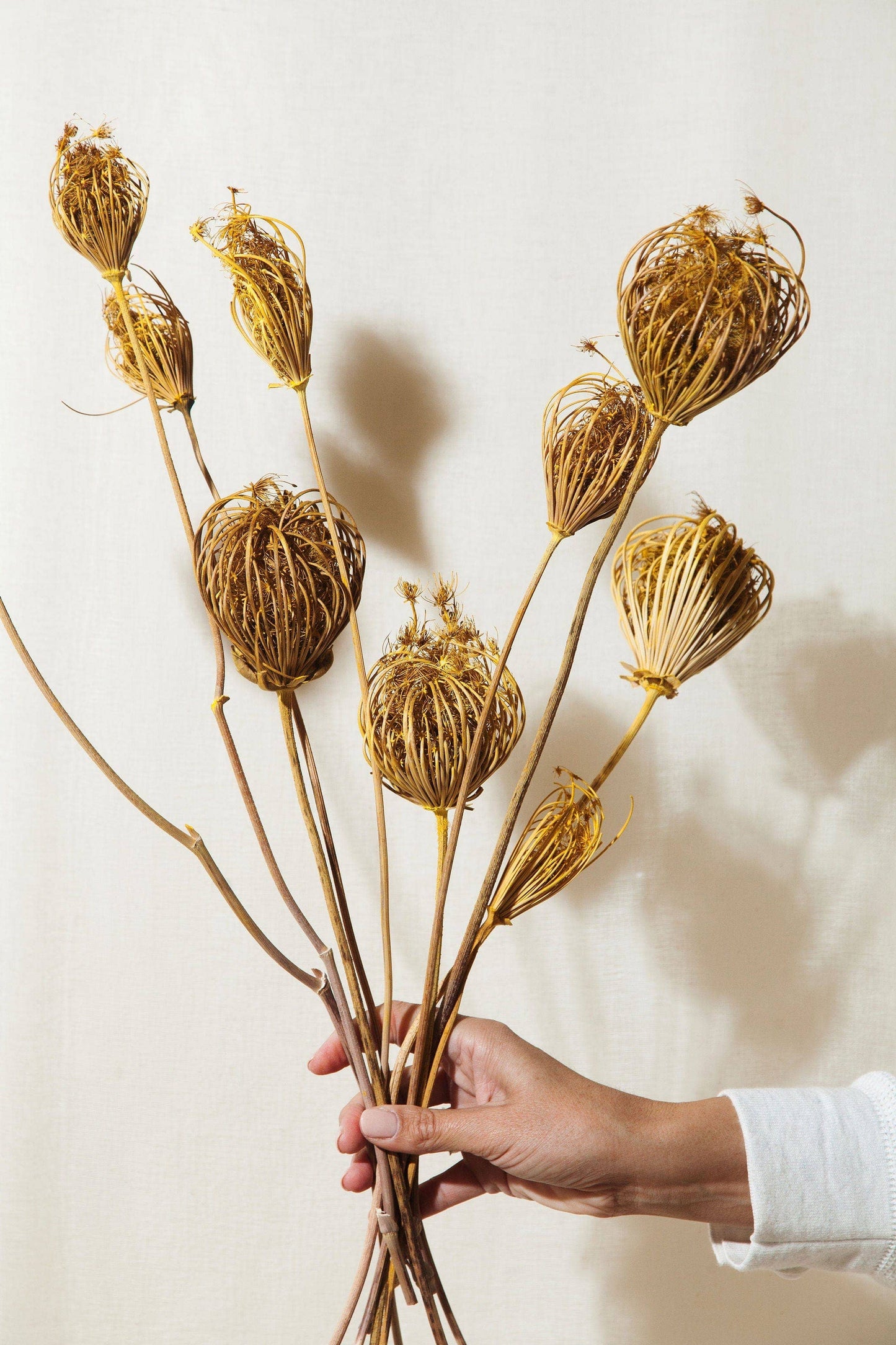 Idlewild Floral Co. - Yellow Queen Anne's Lace
