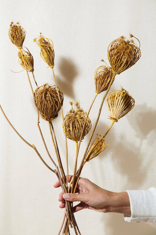 Idlewild Floral Co. - Yellow Queen Anne's Lace