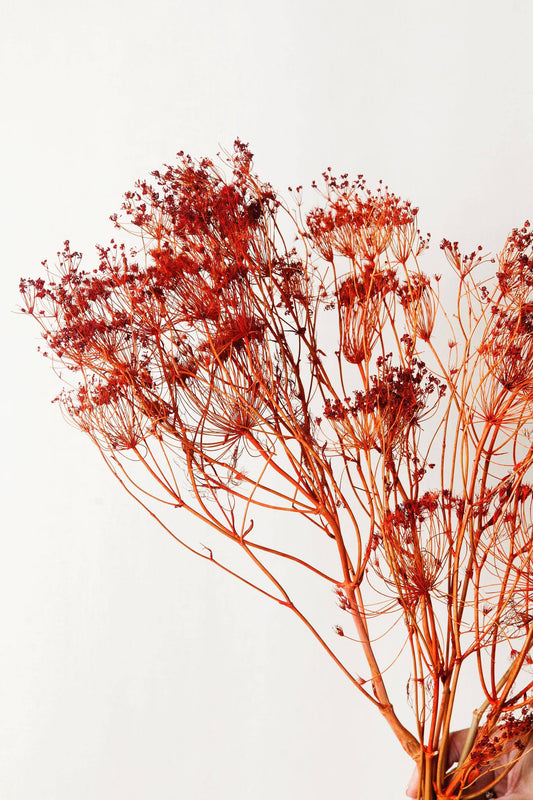 Idlewild Floral Co. - Orange Dried Fennel