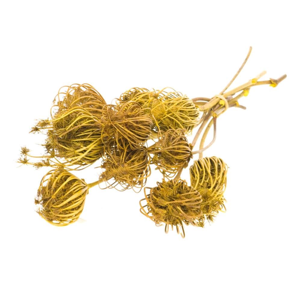 Idlewild Floral Co. - Yellow Queen Anne's Lace
