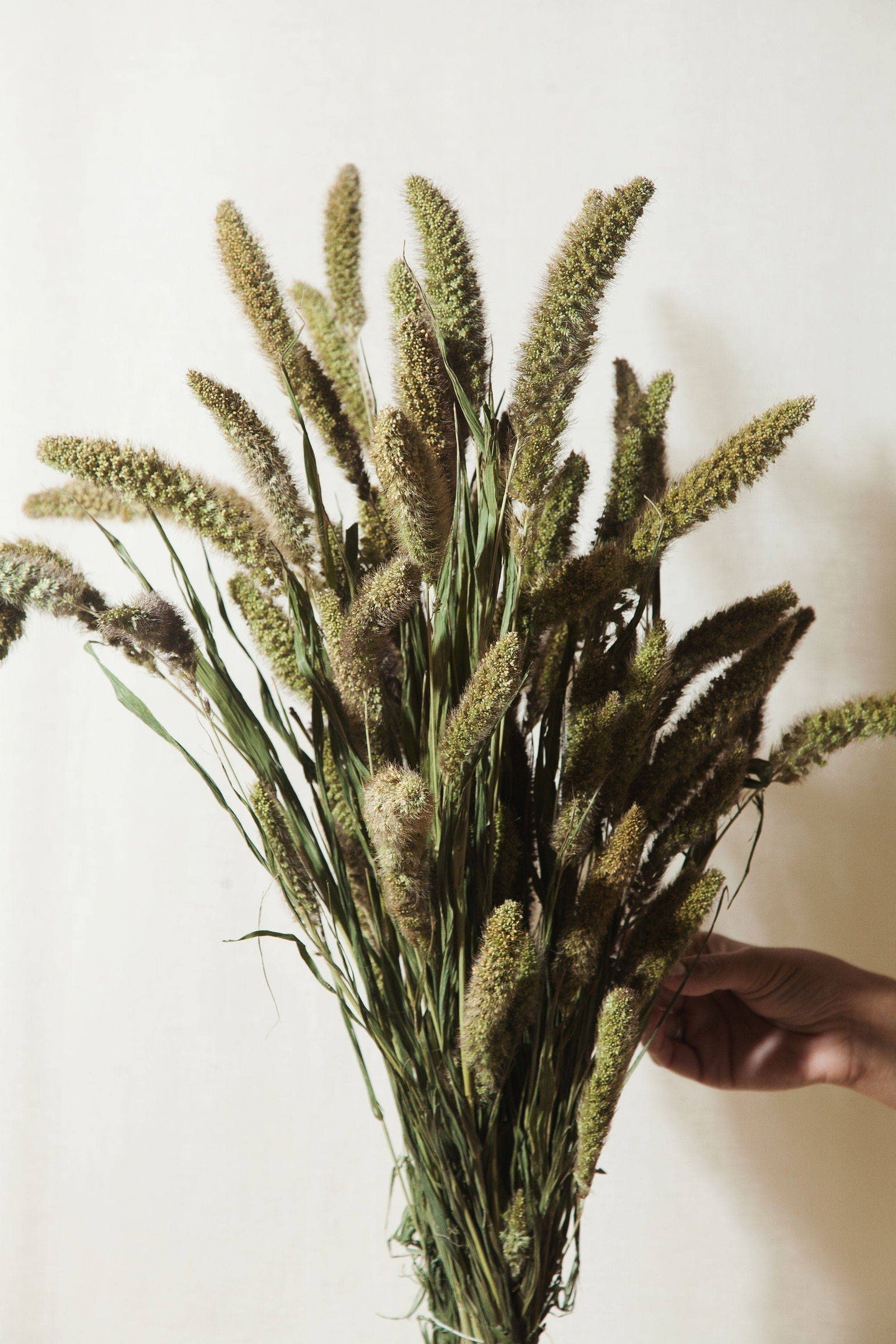 Idlewild Floral Co. - Natural Setarea Grass