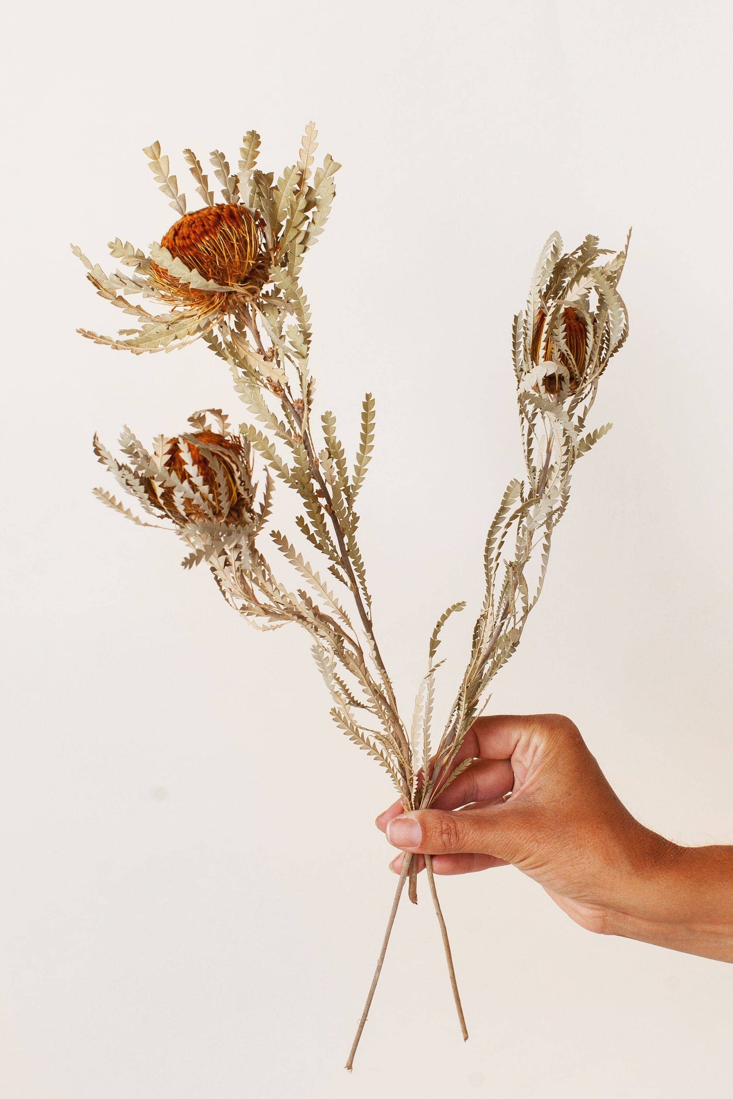 Idlewild Floral Co. - Banksiana