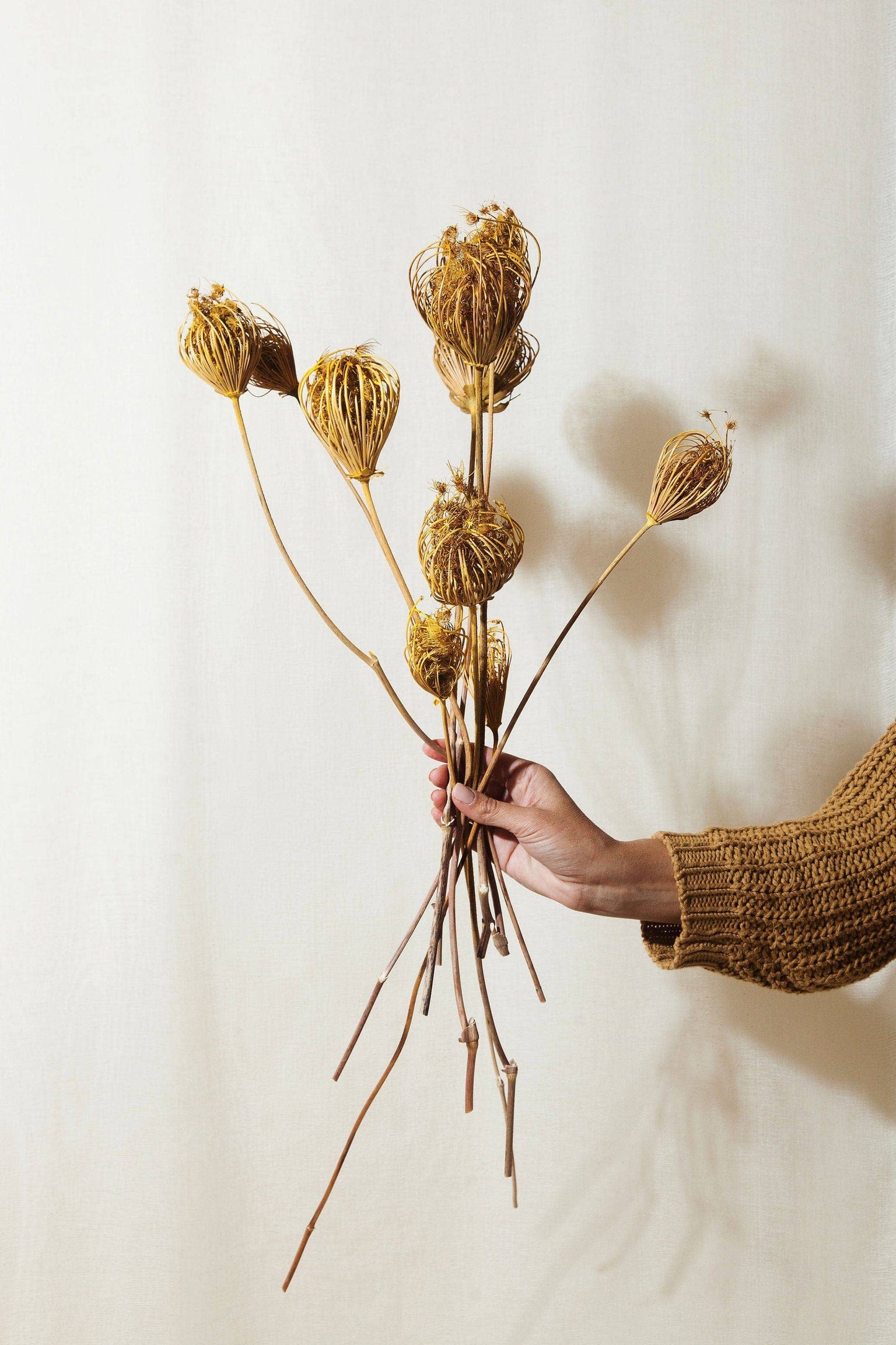 Idlewild Floral Co. - Yellow Queen Anne's Lace